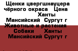 Щенки цвергшнауцера чёрного окраса › Цена ­ 15 000 - Ханты-Мансийский, Сургут г. Животные и растения » Собаки   . Ханты-Мансийский,Сургут г.